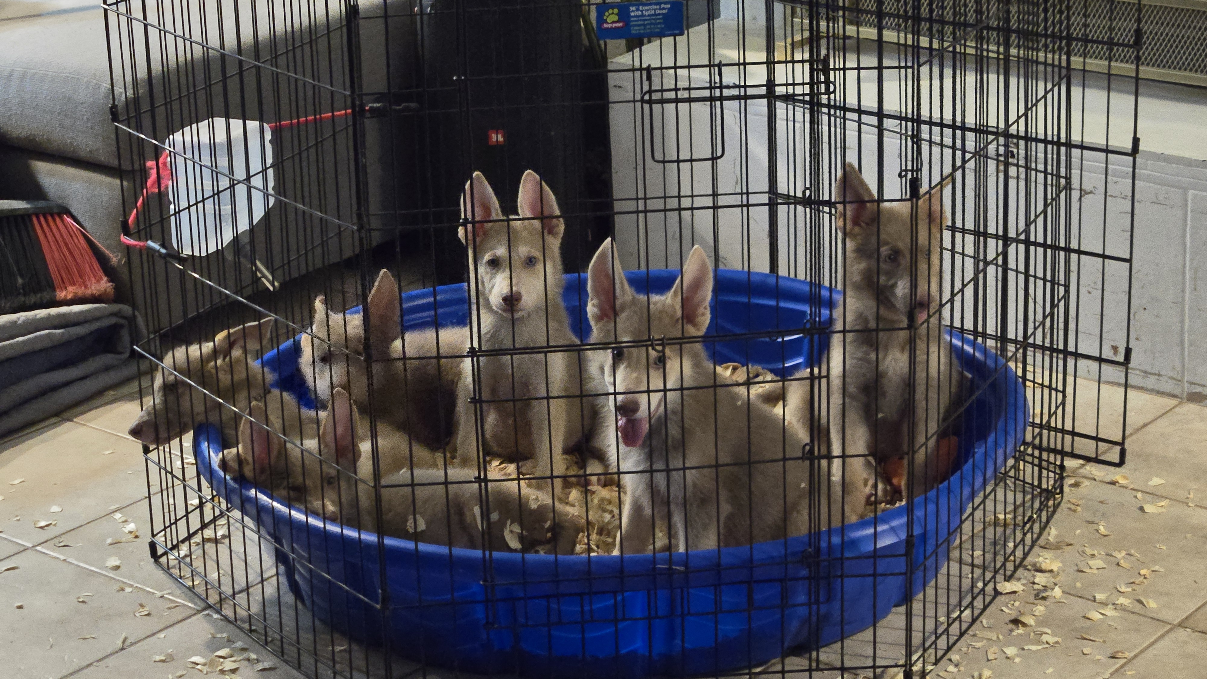 Issa and Max's Puppies