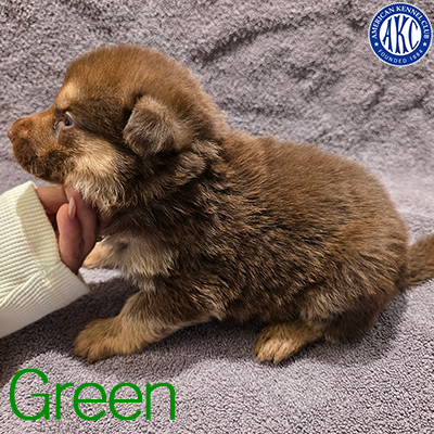 Green Puppy 1