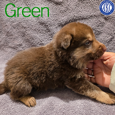 Green Puppy 2