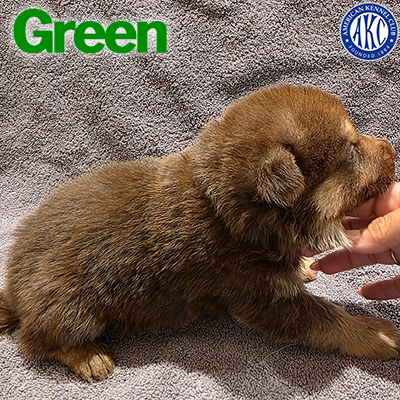 Green Puppy 3
