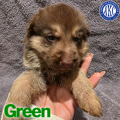 Green Puppy 4