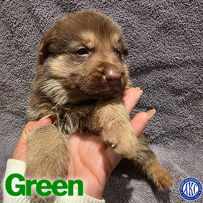 Green Puppy 5