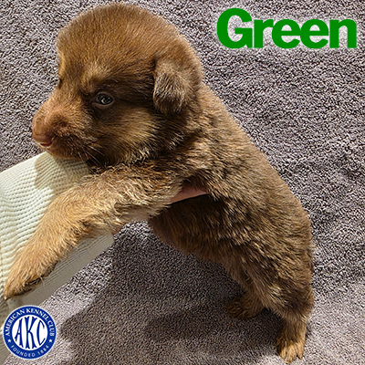 Green Puppy 6