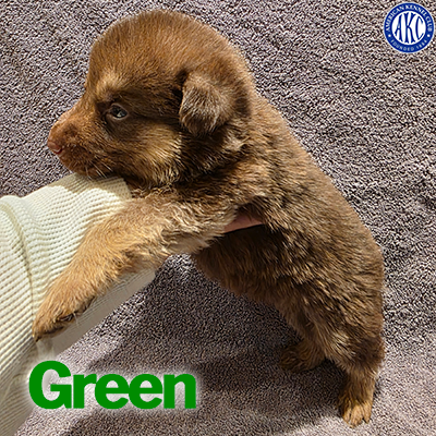 Green Puppy 7