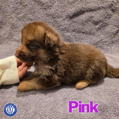 Pink Puppy 1