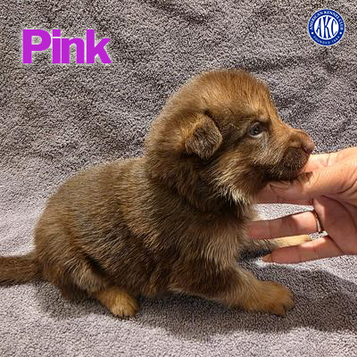 Pink Puppy 2