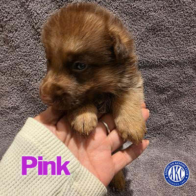 Pink Puppy 3