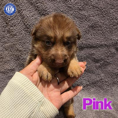 Pink Puppy 4