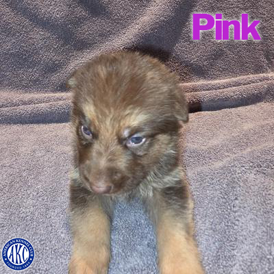 Pink Puppy 5