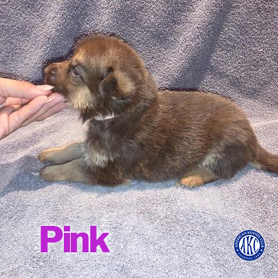 Pink Puppy 5
