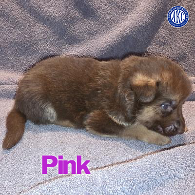 Pink Puppy 5