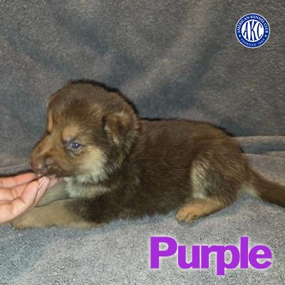Purple Puppy 1