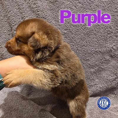 Purple Puppy 5