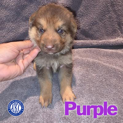 Purple Puppy 5