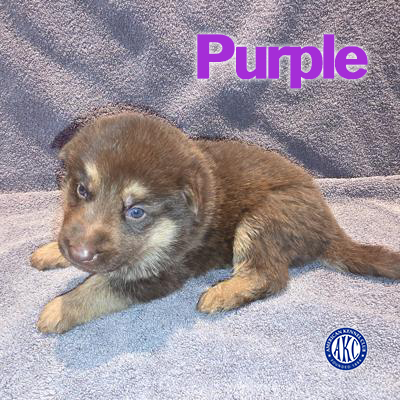 Purple Puppy 2