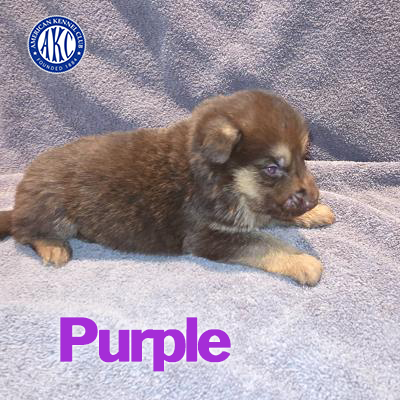 Purple Puppy 3