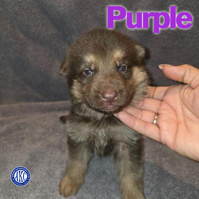 Purple Puppy 4