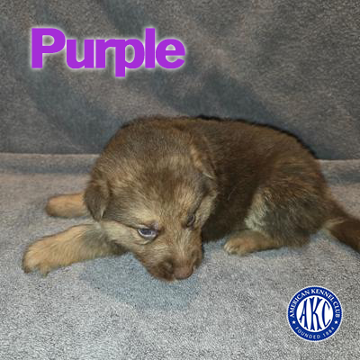 Purple Puppy 5