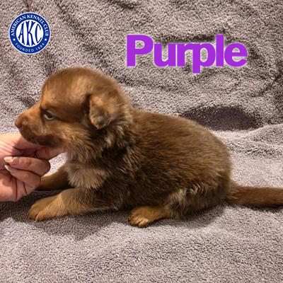 Purple Puppy 5
