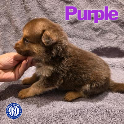 Purple Puppy 5