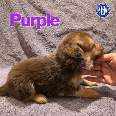 Purple Puppy 5