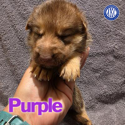 Purple Puppy 5