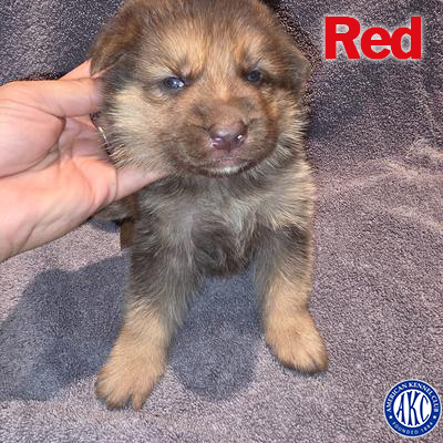 Red Puppy 1