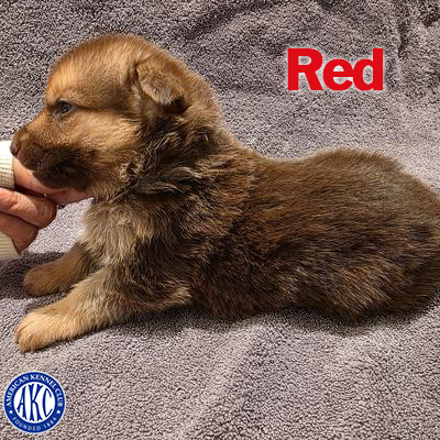 Red Puppy 2
