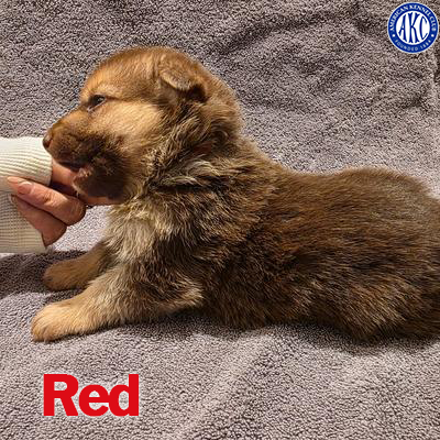 Red Puppy 3