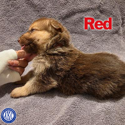 Red Puppy 4