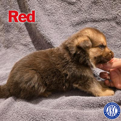 Red Puppy 5