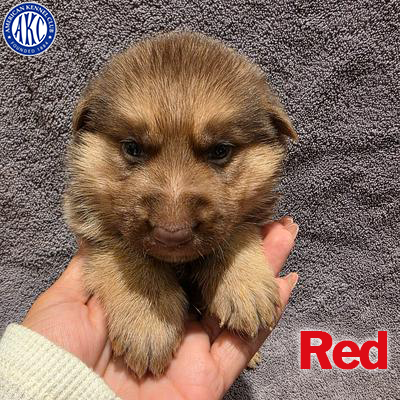 Red Puppy 5