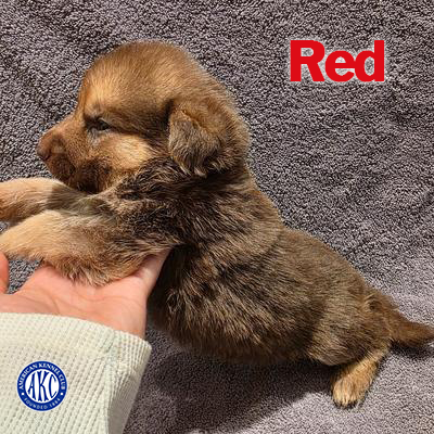 Red Puppy 5
