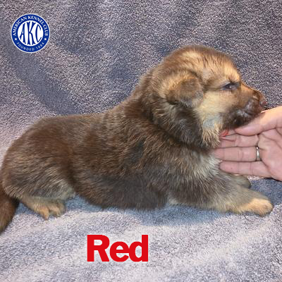 Red Puppy 5