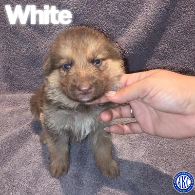 White Puppy 1