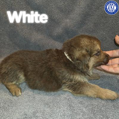 White Puppy 5