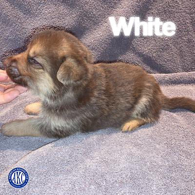 White Puppy 2