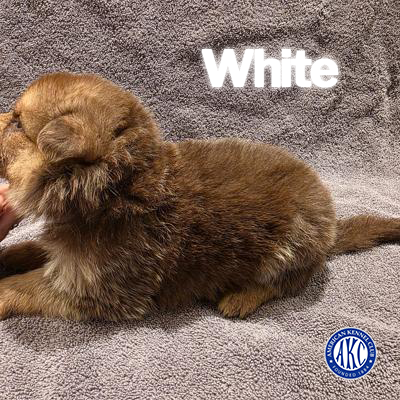 White Puppy 3