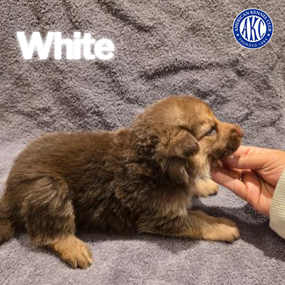 White Puppy 4