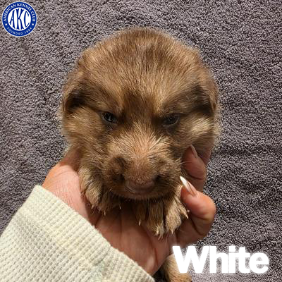 White Puppy 5