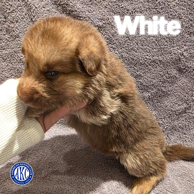 White Puppy 5