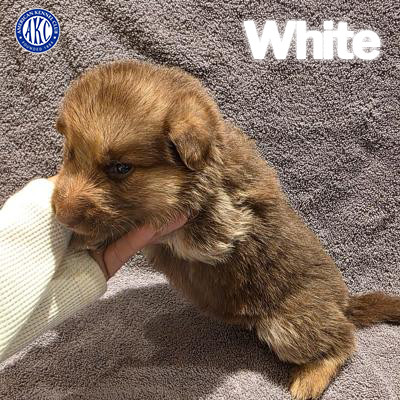 White Puppy 5