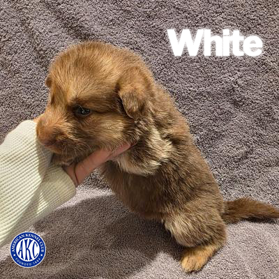 White Puppy 5