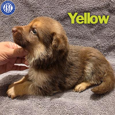 Yellow Puppy 1