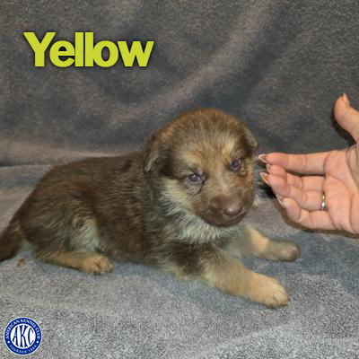 Yellow Puppy 2