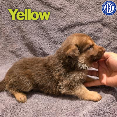 Yellow Puppy 2