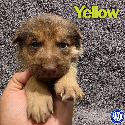 Yellow Puppy 3