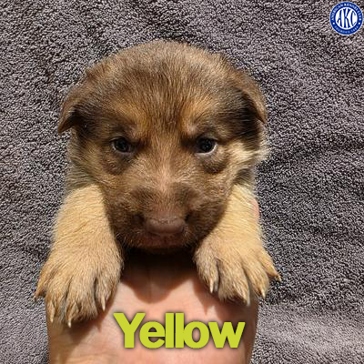 Yellow Puppy 4