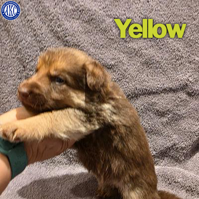 Yellow Puppy 5