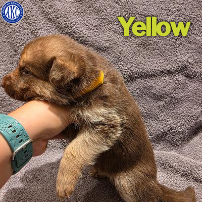 Yellow Puppy 2